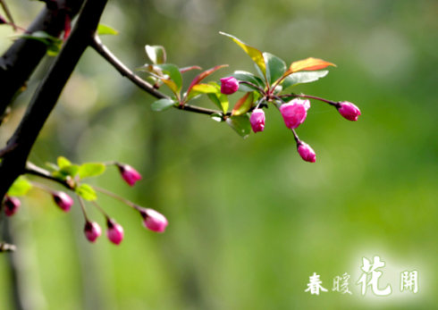 茉莉花专辑