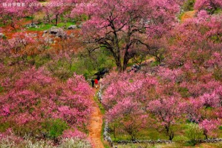 国内野桃花最佳观赏地推荐