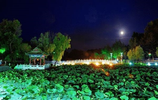 7月夏日夜游寻最美荷塘月色