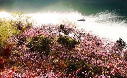 寻找那些“桃花”盛开的地方
