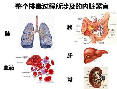 体内藏着几种毒素及解决办法