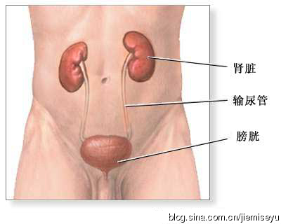 人体自身的神奇补肾法