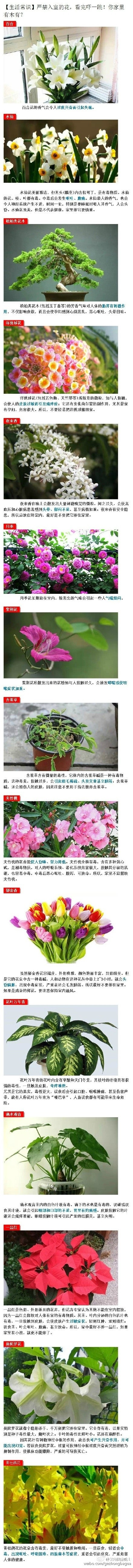 严禁入室的花