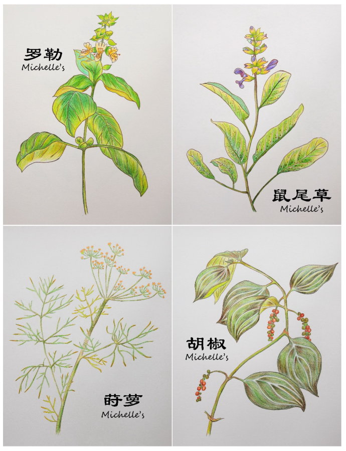 手绘香料植物图鉴