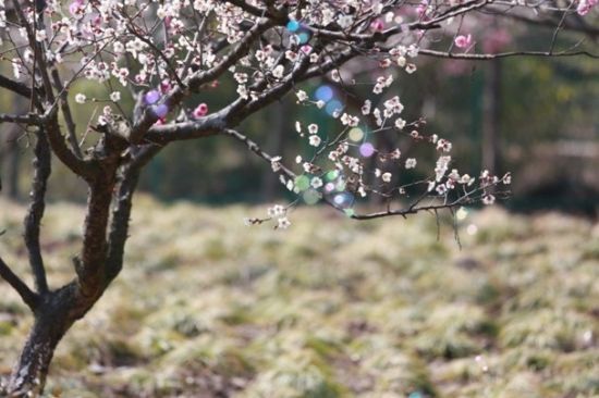 上海梅花节的5种玩法