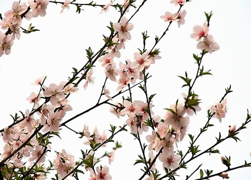 京津周边赏玩四种花