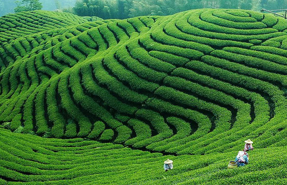14个理由 请喝茶吧