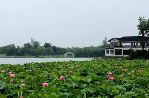 苏州夏天最美的12个赏荷地