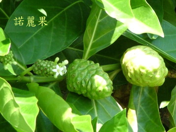 诺利果(Noni)