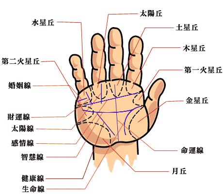 从手相来看你