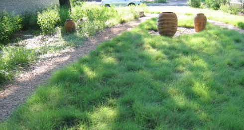 北京常见草坪和地被：
