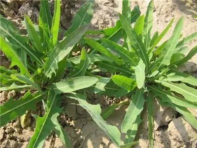 介绍10种常见野菜及做法
