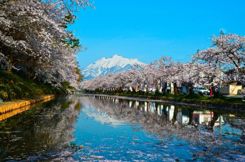 日本30幅樱花景照