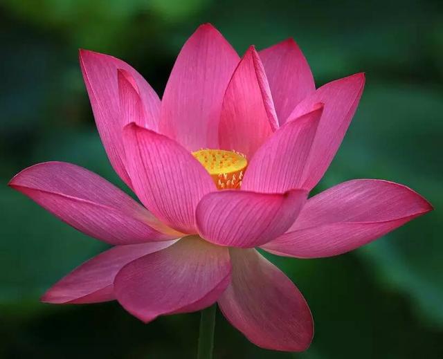 世界十大赏花圣地