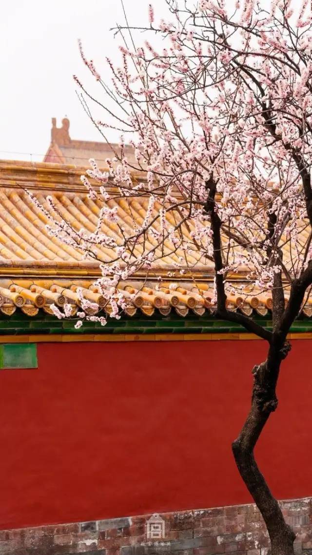 十六张中国春天的名片