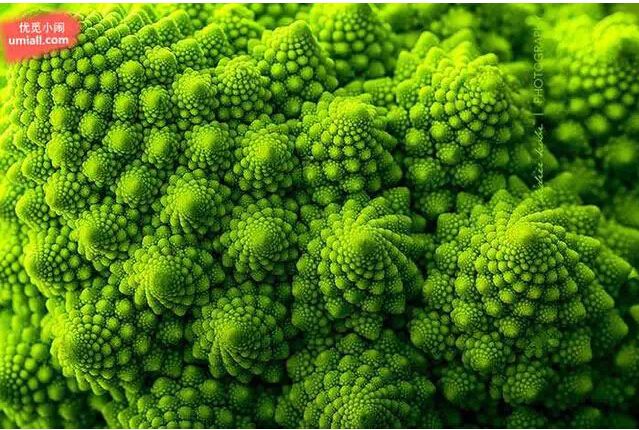 大自然最美丽的“几何图形植物”