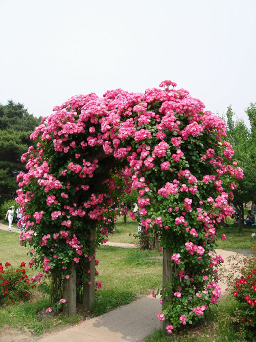 花园的细节布置（1）——花园门&花园篱笆
