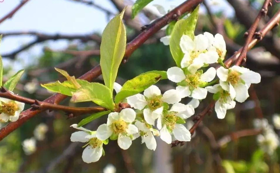 《茉莉花》十大版本经典