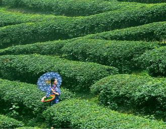 邓丽君《茶山情歌》