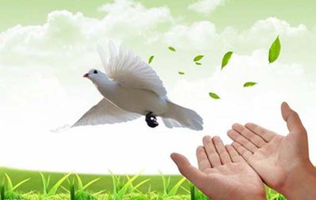 《飞吧鸽子！》（郑绪岚）