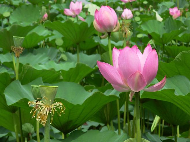  18把小提琴齐奏《荷花颂》陈蓉晖领奏