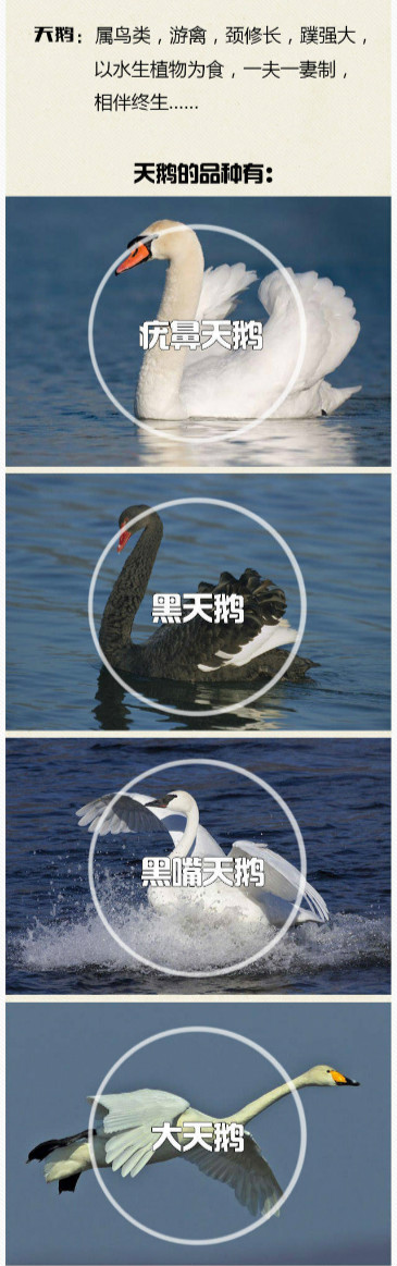 天鹅的品种