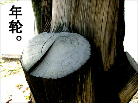  电视剧《年轮》主题歌--《拉着你的手》（谢东）