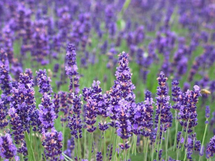 薰衣草（Lavender）