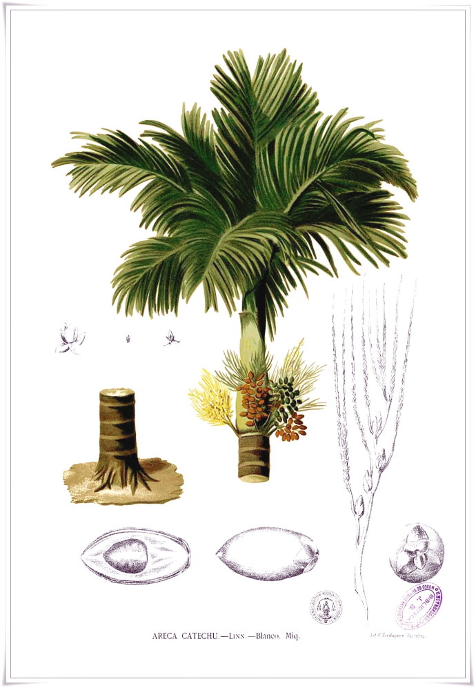 槟榔（Areca catechu ）