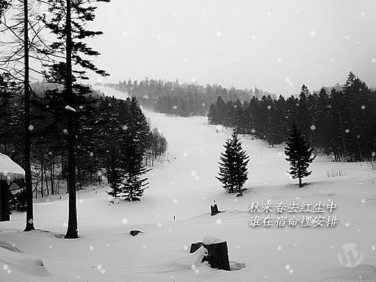电视剧《雪山飞狐》片尾曲--《追梦人》（凤飞飞）