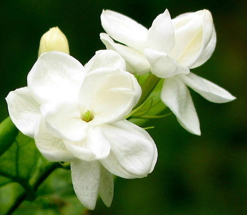 李丹阳《亲亲茉莉花》