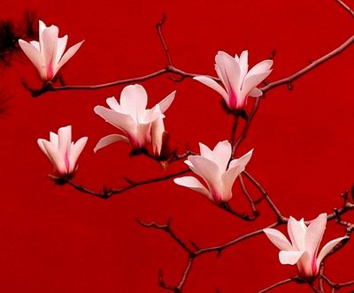 玉兰花