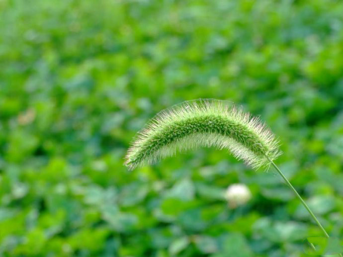 电影《芳草心》中插曲--《小草》（房新华）