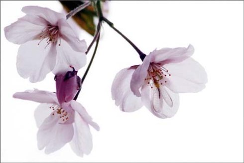 胡梅《梅花册》