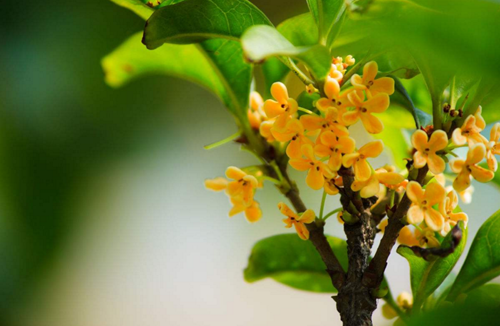 《八月桂花遍地开》