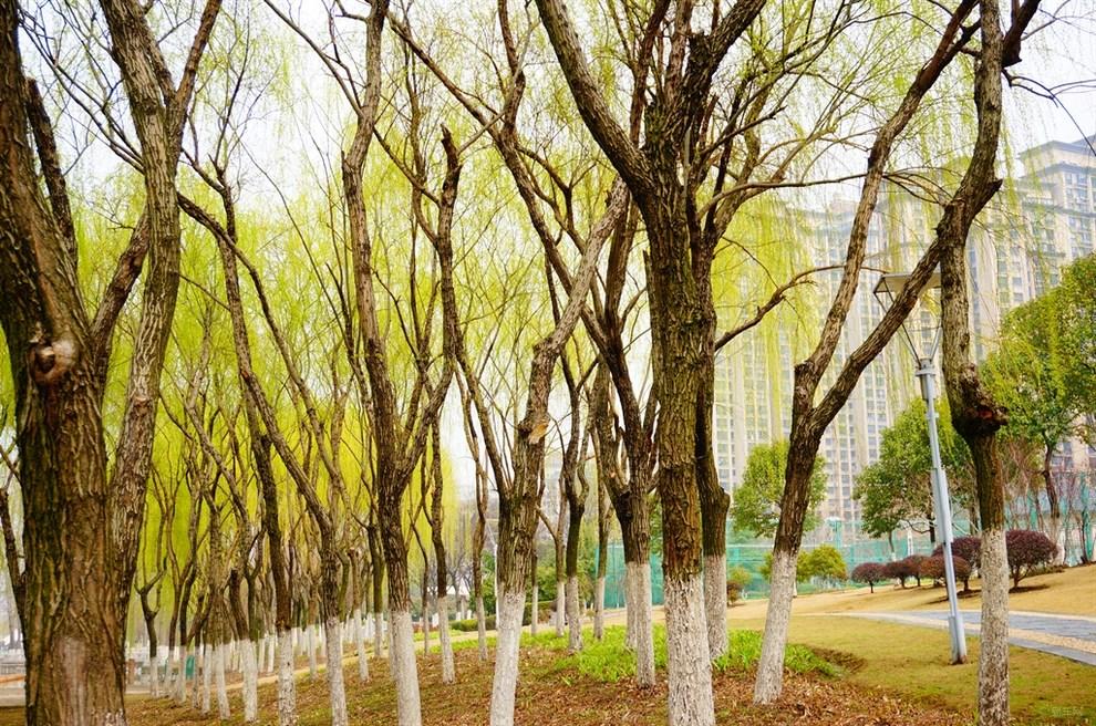  江苏民歌《杨柳青》（雪飞）