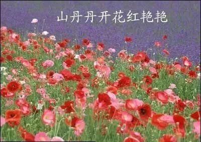 郭兰英《山丹丹开花红艳艳》