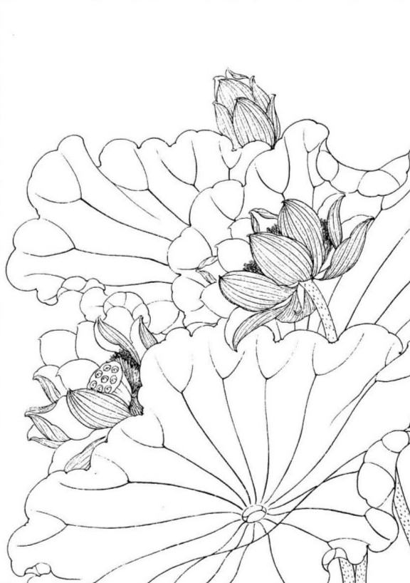 白描图谱之荷花