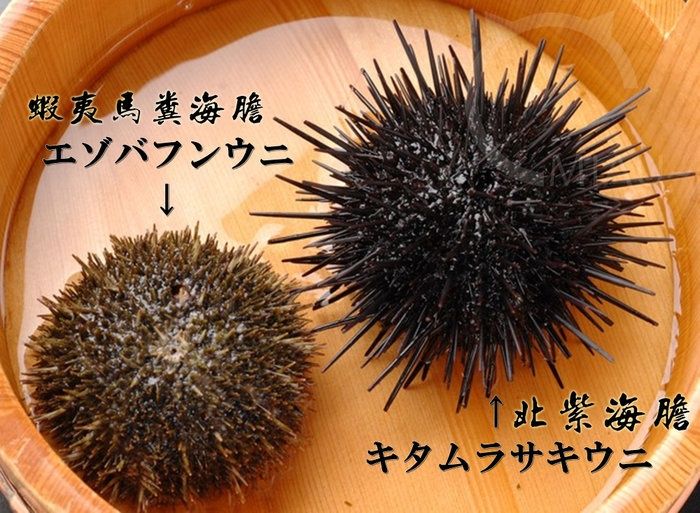 海胆常见种类