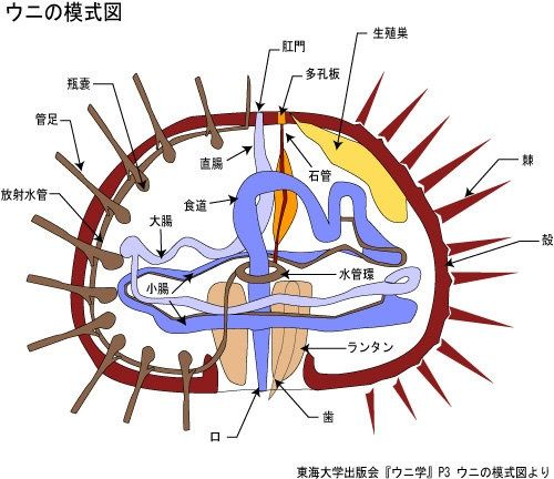 海胆内部构造