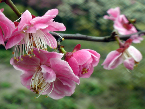 梅花别称51例