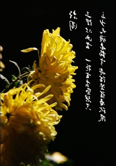 金黄的菊花