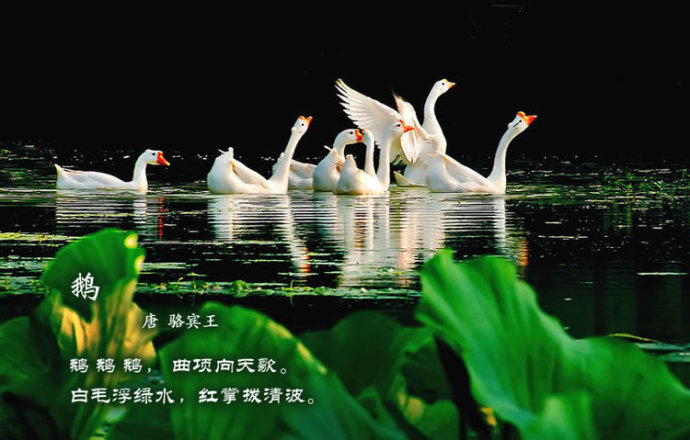 百鸟画配古诗词