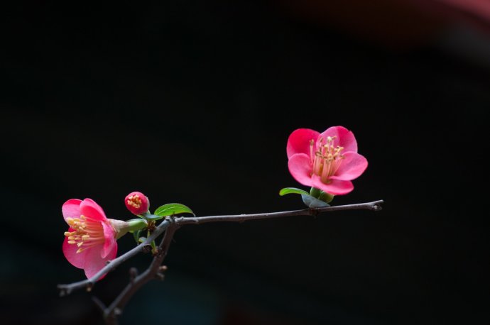海棠花