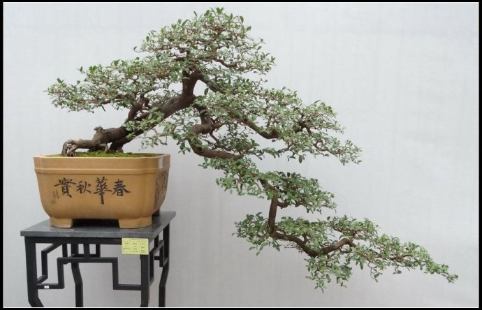 盆景的分类方法