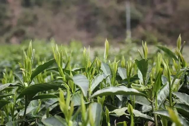 黑茶的收藏价值源于这三点