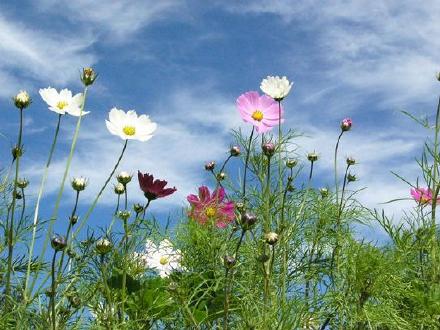格桑花