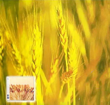 电影《那时花开》片尾曲--《那些花儿》