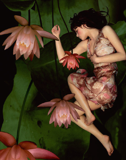 荷花美人
