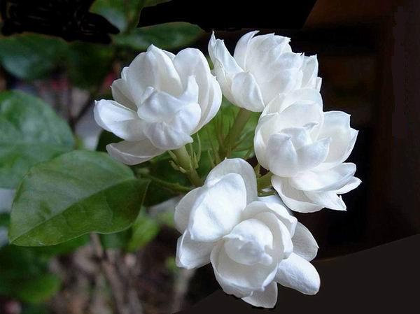 包美圣《小茉莉》